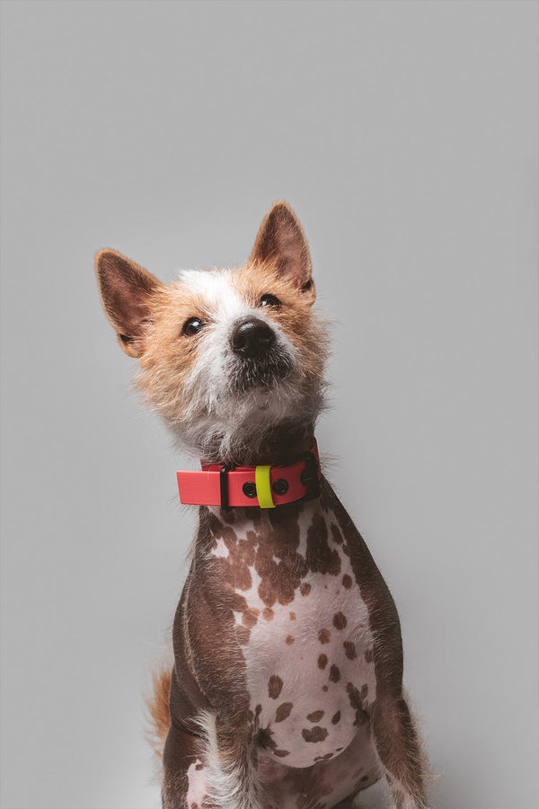 Hundehalsband C01